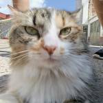 Karol Correa Profile Picture