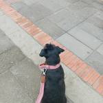 octavio guell Profile Picture