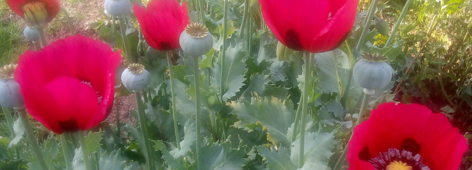 maria herminda martinez rodriguez Cover Image