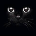 Hakuna Murakami Profile Picture