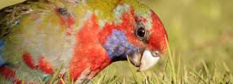 Rosella Pigdon Cover Image