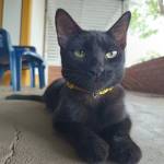 Lizeth Huertas Profile Picture