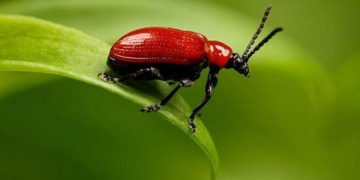 RORA - Removal Of Restrictions Act