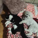 Dayana socha Socha Profile Picture