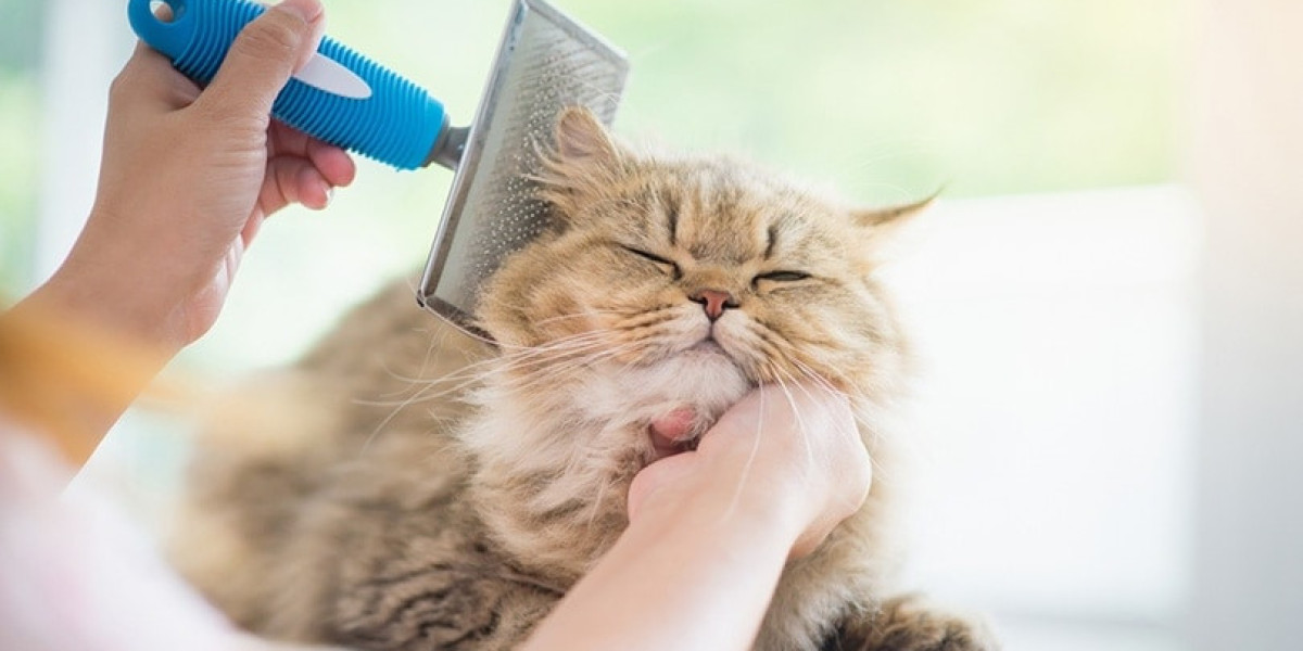 Cat Grooming Dubai: Keeping Your Feline Friend Happy and Healthy