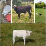 Gildardo Prada Profile Picture