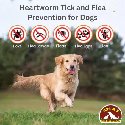 Heartworm Tick and Flea Prevention for Dogs with Long Coats