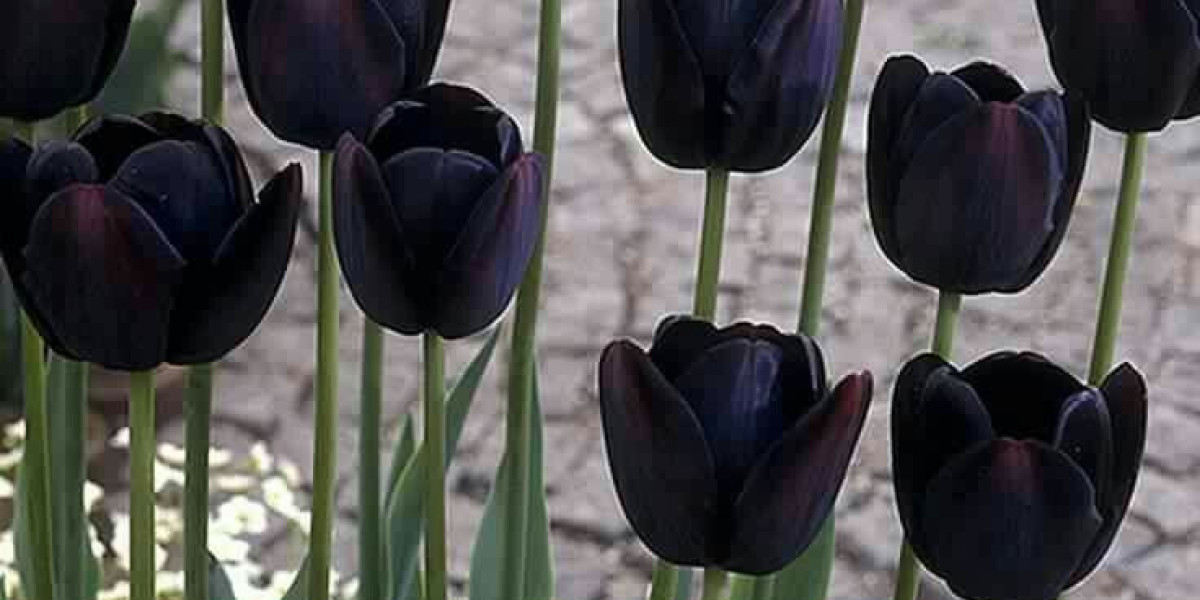 Rare Black Flowers That Capture Attention