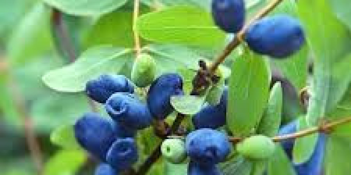 Honeyberry Plants: A Fast-Growing Favorite for Modern Gardeners