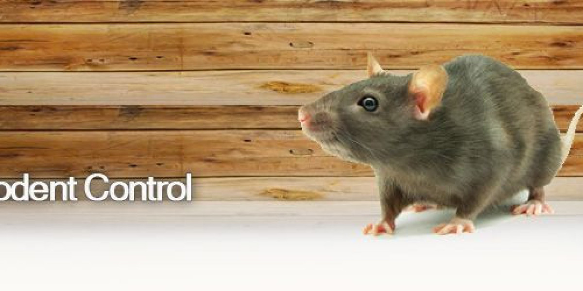 Why Choosing the Best Rodent Control Company Is About Trust, Not Just Cost