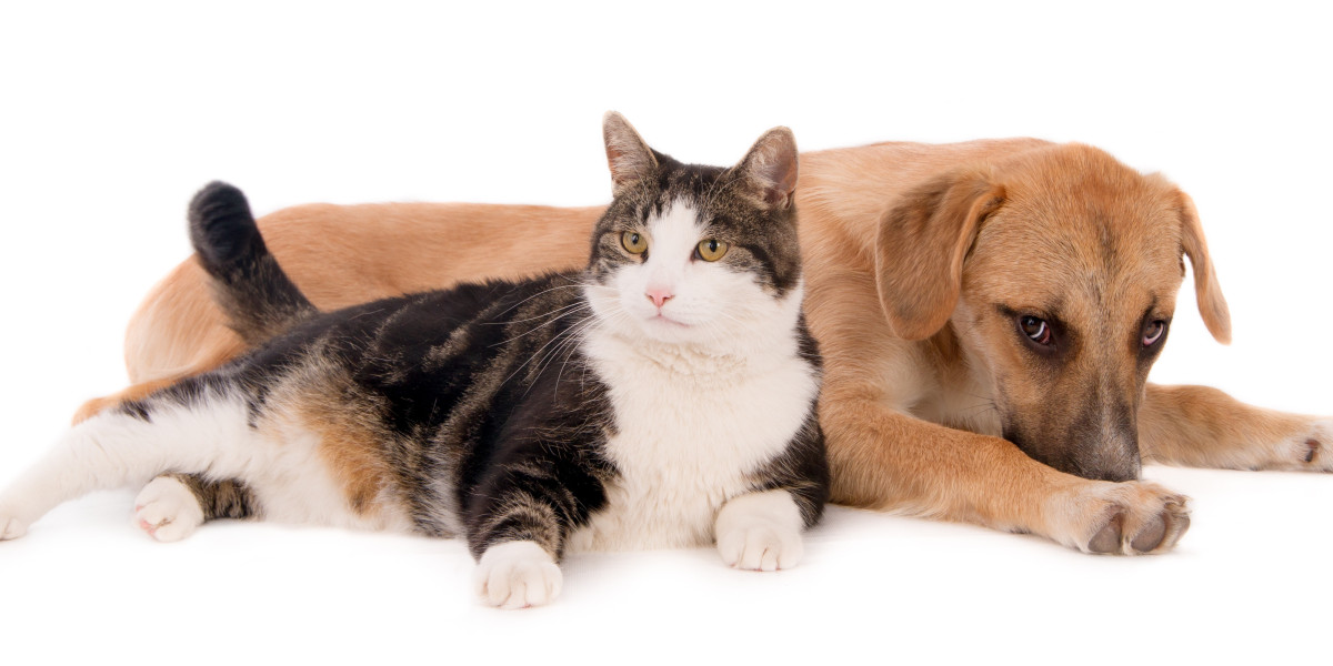 How to Choose the Best Cat Toys for Separation Anxiety: Real Solutions for a Happier Cat