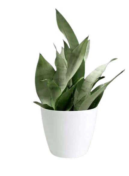 Best Luxury Resort In Jim Corbett - Resorts By The Baagh