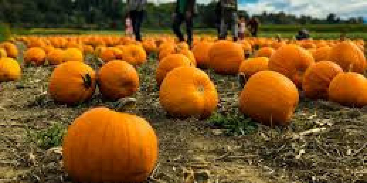 Find the Best Local Pumpkin Picking Experience