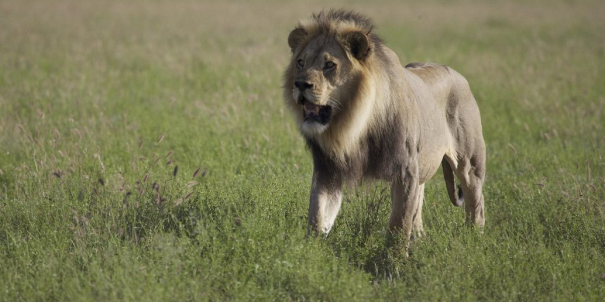 Best Places to Visit in Africa | Explore Botswana’s Hidden Gems