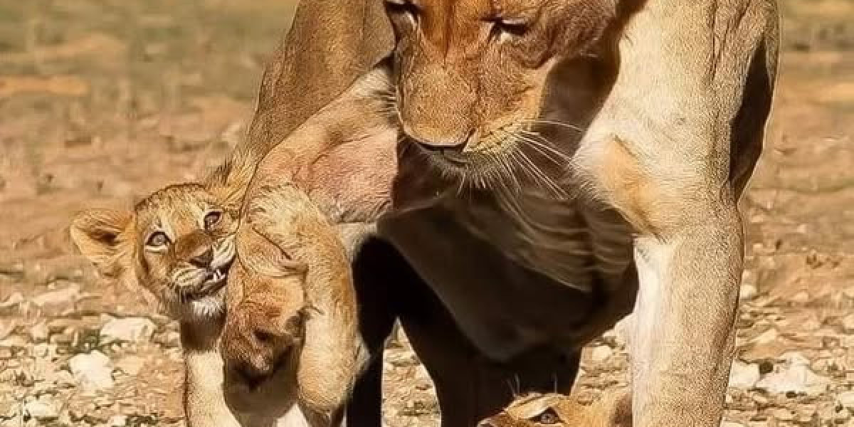 50 Maximum Well known Yankees Totally free Representative Signings within 50 Several years: Dress in Baylor