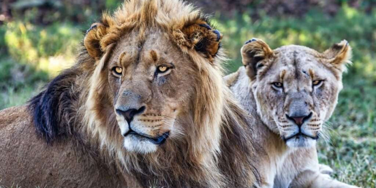 The Best Country for Safari in Africa—Why Botswana Tops the List